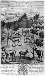 Les cerfs frottant leurs têtes, de 